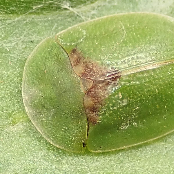 Chrysomelidae: Cassida sp.